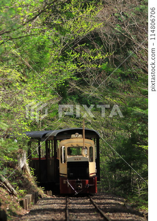 長野縣_穿過鮮綠的赤澤自然休養林的森林鐵路無軌電車_2023年5月2日拍攝的照片 114806706