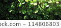 Celebrate St. Patrick's Day with this vibrant sea of clover leaves 114806803