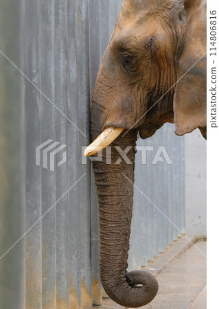An elephant that stretches its nose 114806816