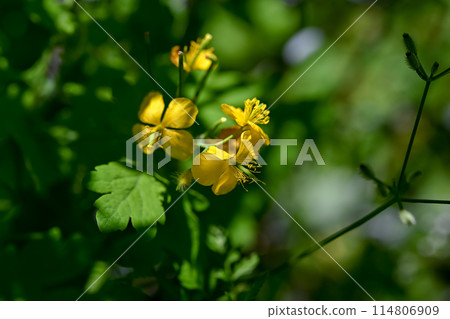 白屈菜 白屈菜 114806909