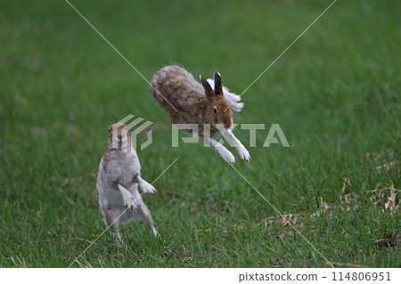 Snow Hare 116 (Hokkaido) Snow Hare 116 (Hokkaido) 114806951