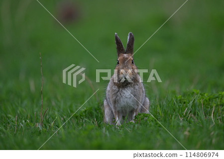 雪兔126(北海道) 雪兔126(北海道) 114806974