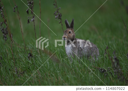 Snow Hare 147 (Hokkaido) Snow Hare 147 (Hokkaido) 114807022