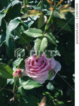 Roses, Osaka, Nakanoshima Park, Nakanoshima Rose Garden, Flower photos, Roses on a cloudy day Roses, Osaka, Nakanoshima Park, Nakanoshima Rose Garden, Flower photos, Roses on a cloudy day 114807049