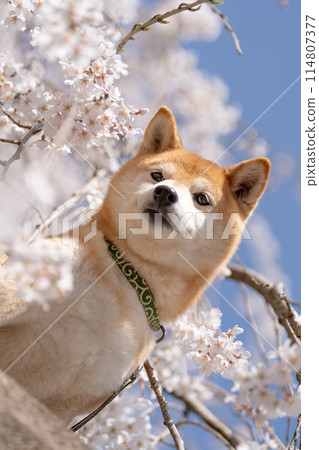 櫻花背景下的柴犬。 114807377