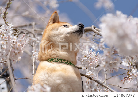 櫻花背景下的柴犬。 114807378