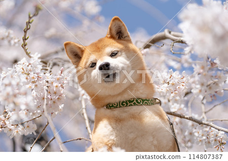櫻花背景下的柴犬。 櫻花背景下的柴犬。 114807387