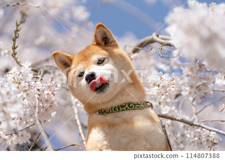 櫻花背景下的柴犬。 114807388