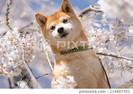 Shiba Inu on a background of weeping cherry blossoms, Cherry blossoms and Shiba Inu, Cute Shiba Inu, Shiba Inu Akane 114807391