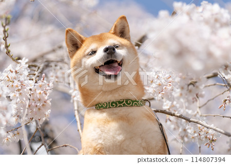 櫻花背景下的柴犬。 櫻花背景下的柴犬。 114807394