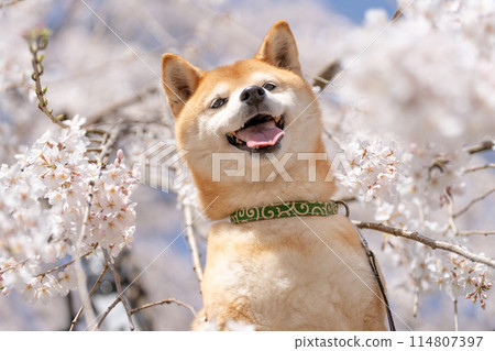 櫻花背景下的柴犬。 114807397