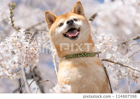 Shiba Inu on a background of weeping cherry blossoms, Cherry blossoms and Shiba Inu, Cute Shiba Inu, Shiba Inu Akane 114807398