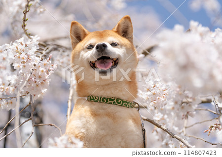 Shiba Inu on a background of weeping cherry blossoms, Cherry blossoms and Shiba Inu, Cute Shiba Inu, Shiba Inu Akane 114807423