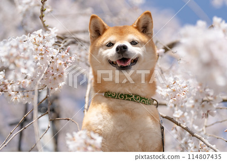 櫻花背景下的柴犬。 櫻花背景下的柴犬。 114807435