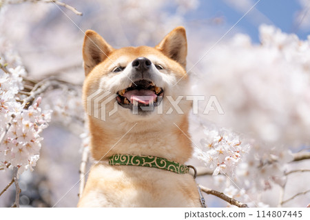 Shiba Inu on a background of weeping cherry blossoms, Cherry blossoms and Shiba Inu, Cute Shiba Inu, Shiba Inu Akane Shiba Inu on a background of weeping cherry blossoms, Cherry blossoms and Shiba Inu, Cute Shiba Inu, Shiba Inu Akane 114807445