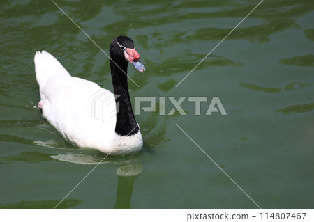 The black neck and White goose is drop water from 114807467