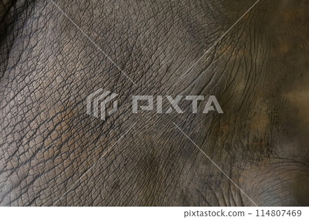 Close up The elephant Skin is big wildlift animal for texture and pattern skin Close up The elephant Skin is big wildlift animal for texture and pattern skin 114807469