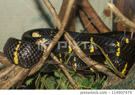 Close up head Gray banded cat-eye snake Close up head Gray banded cat-eye snake 114807479