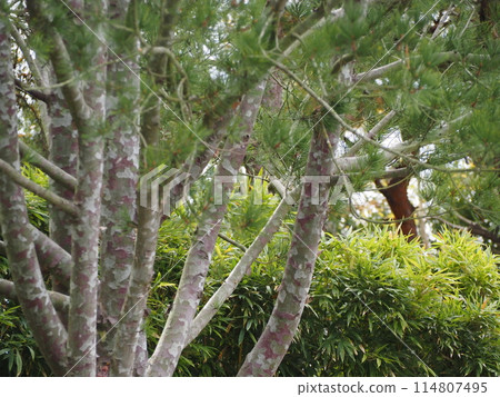 Evergreen tree: White pine 114807495