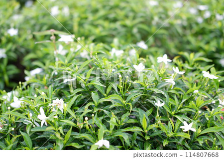 beautiful floral panorama as a background beautiful floral panorama as a background 114807668