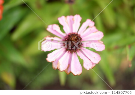 beautiful floral panorama as a background beautiful floral panorama as a background 114807705