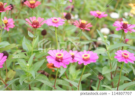 beautiful floral panorama as a background beautiful floral panorama as a background 114807707