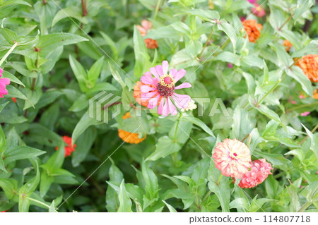 beautiful floral panorama as a background 114807718
