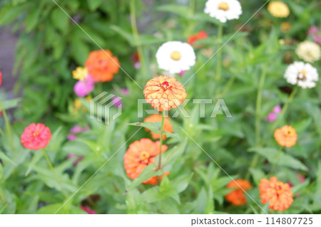 beautiful floral panorama as a background 114807725