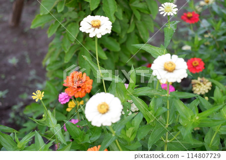 beautiful floral panorama as a background 114807729