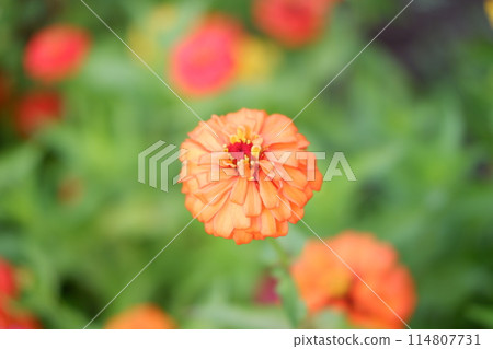 beautiful floral panorama as a background beautiful floral panorama as a background 114807731