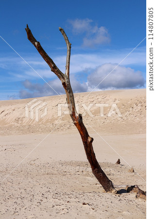 Dead tree on the Lacka Dune in Slovincian National Park, Leba, Poland. Moving sand dunes absorbing the forest. 114807805