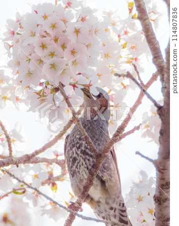 Vertical photo of cherry blossoms in full bloom and brown-eared bulbuls 114807836