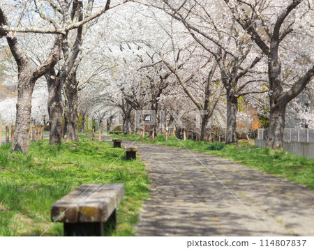 沿著櫻花林蔭道漫步 114807837