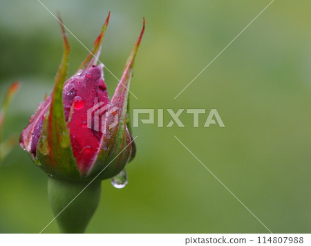 Crimson Rose, Nicolo Paganini, Bud Crimson Rose, Nicolo Paganini, Bud 114807988