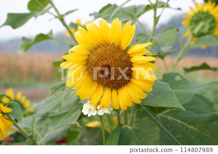sunflower in the field sunflower in the field 114807989