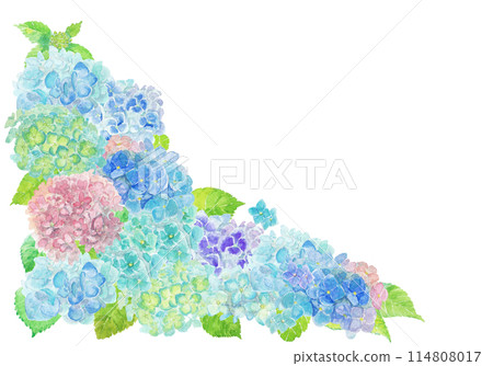 June hydrangea background painted with watercolors 114808017