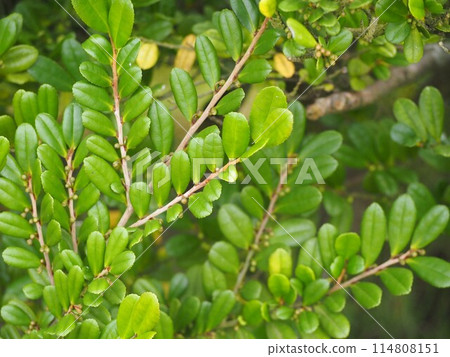 長榮濱比崎 114808151