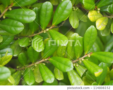 長榮濱比崎 114808152