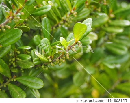 Evergreen tree: Hamahisakaki Evergreen tree: Hamahisakaki 114808155