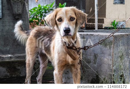 Scruffy dog on a chain in a rustic outdoor setting during daytime Scruffy dog on a chain in a rustic outdoor setting during daytime 114808172