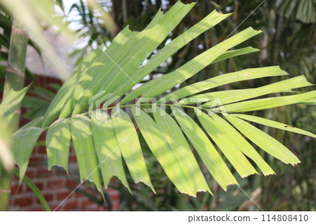 Closeup of Ptychosperma macarthurii leaves 114808410