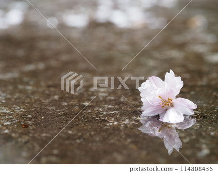 A cherry blossom falling into a puddle on a rainy day 114808436