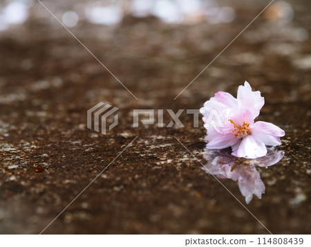 A cherry blossom falling into a puddle on a rainy day 114808439