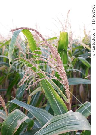 panoramic view of corn panoramic view of corn 114808503