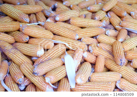 panoramic view of corn 114808509