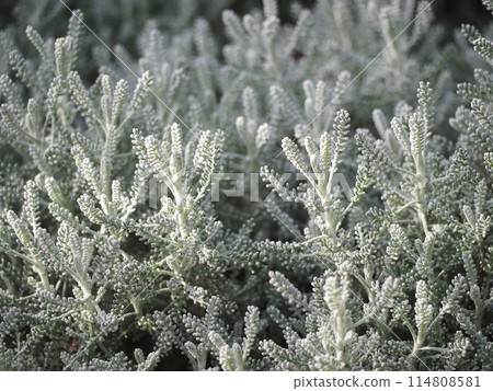 香草桑托里納葉 114808581