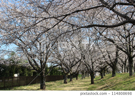胜山城 胜山城 114808698