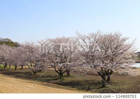 胜山城 胜山城 114808701
