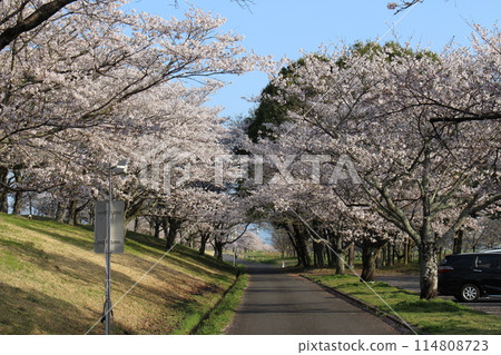 Katsuyama Castle 114808723