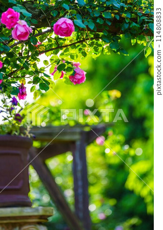 美麗的玫瑰 114808833